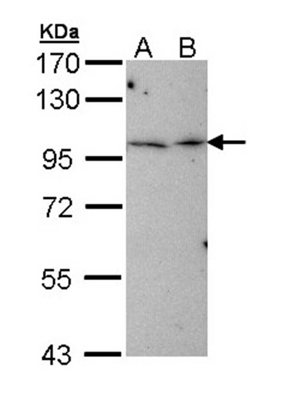MGC16169 antibody