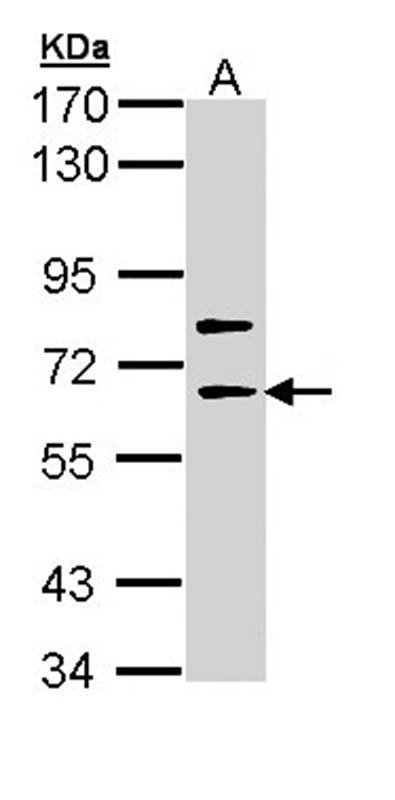 SHC4 antibody