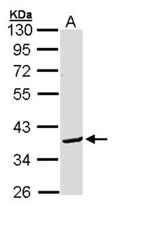 Bcl-2-like protein 12 antibody
