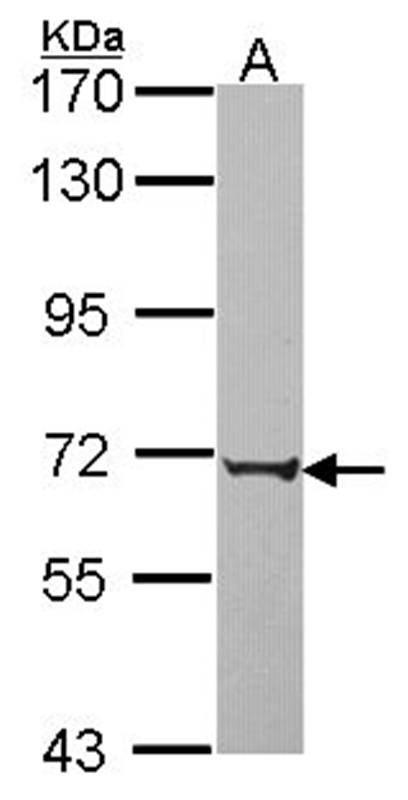PABPC3 antibody