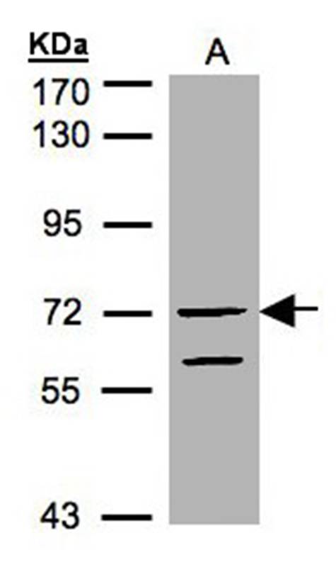 RAPGEF5 antibody
