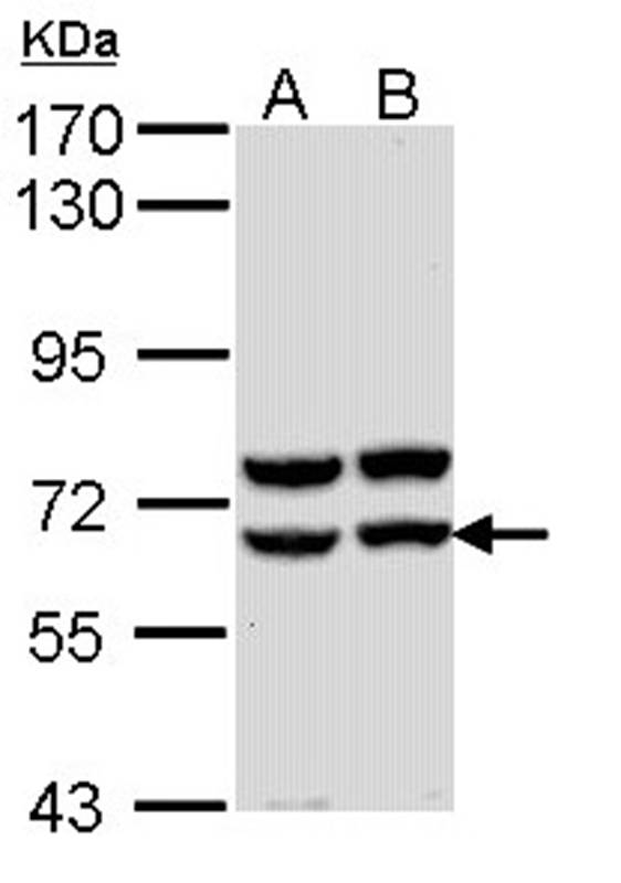Pancreatic Amylase antibody