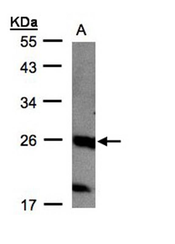 C1orf57 antibody