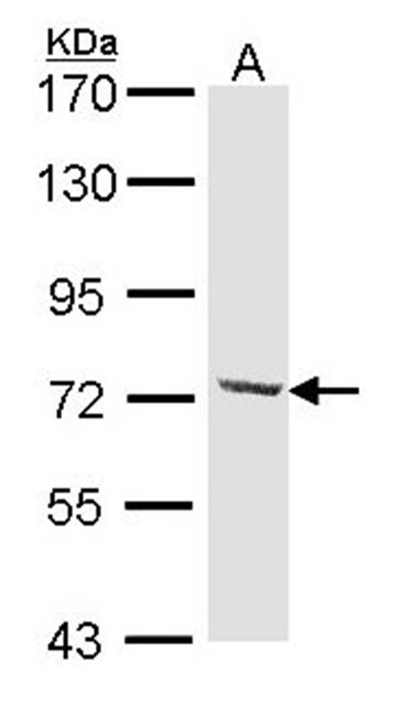 DYNC1I2 antibody