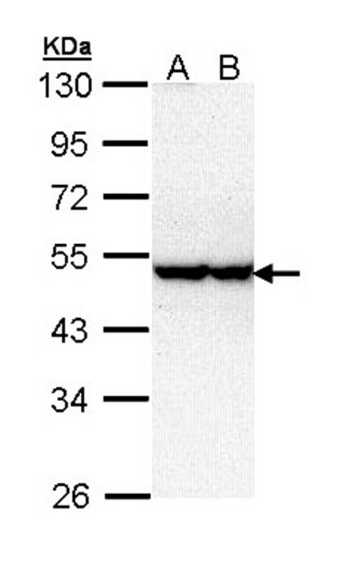 serine/threonine kinase 40 antibody