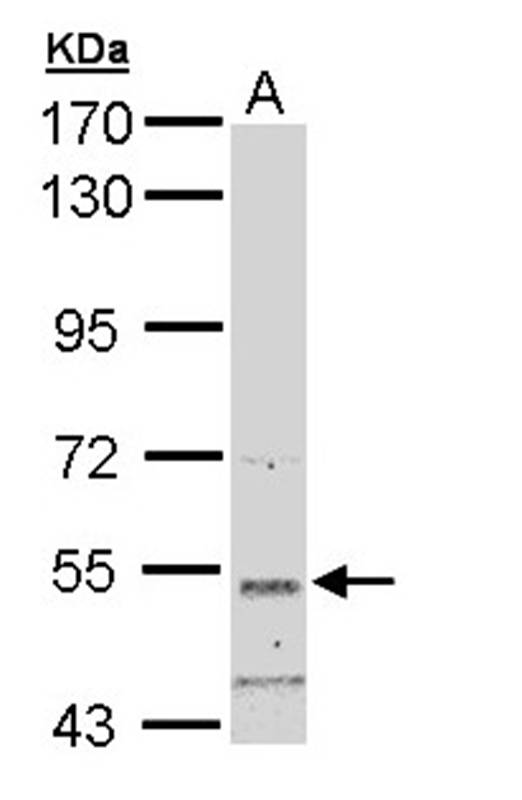 basic beta 2 syntrophin antibody