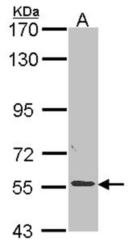 ALPPL2 antibody