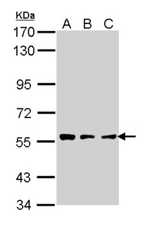 CLN2 antibody