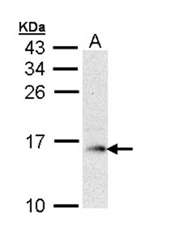 GMF-beta antibody