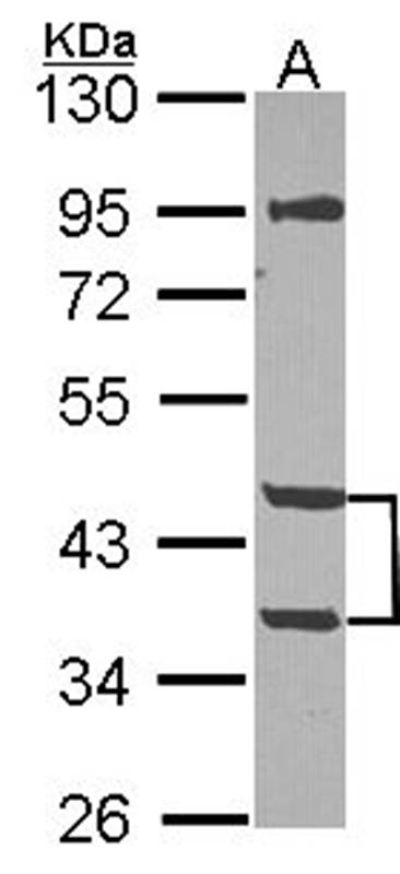 MPI antibody