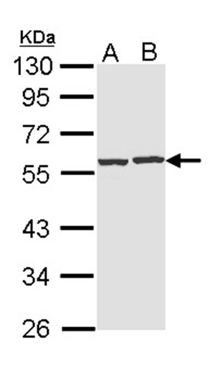 CAP1 antibody