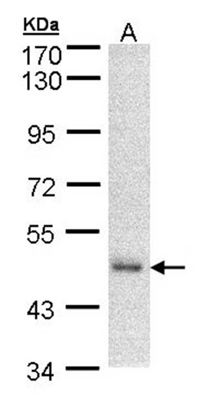DNAJA2 antibody