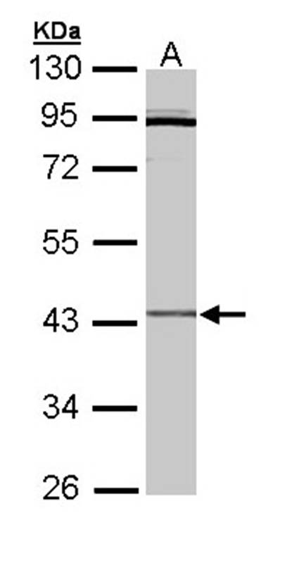 Cytokine receptor-like factor 1 antibody