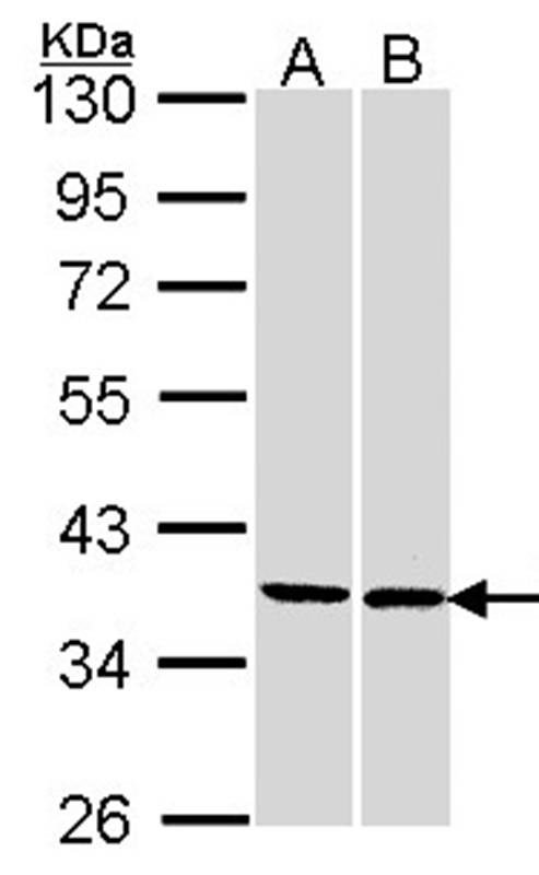 FAM50A antibody