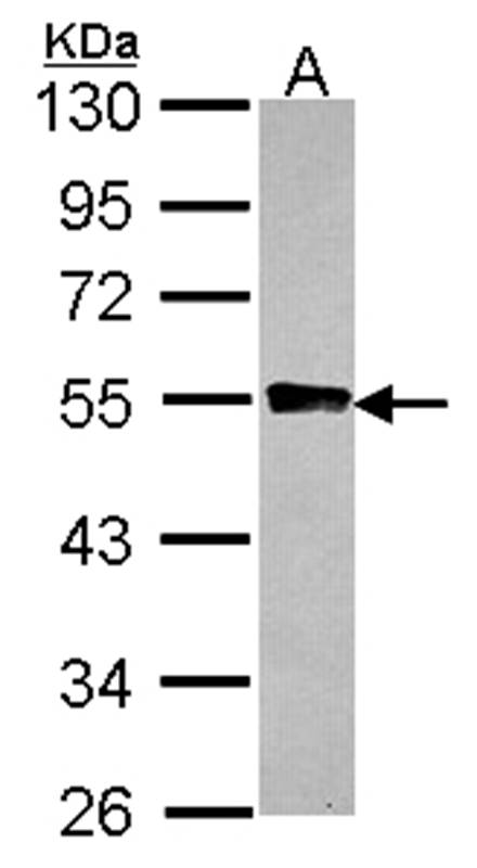 GYG2 antibody