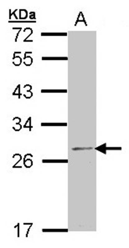 RPL14 antibody