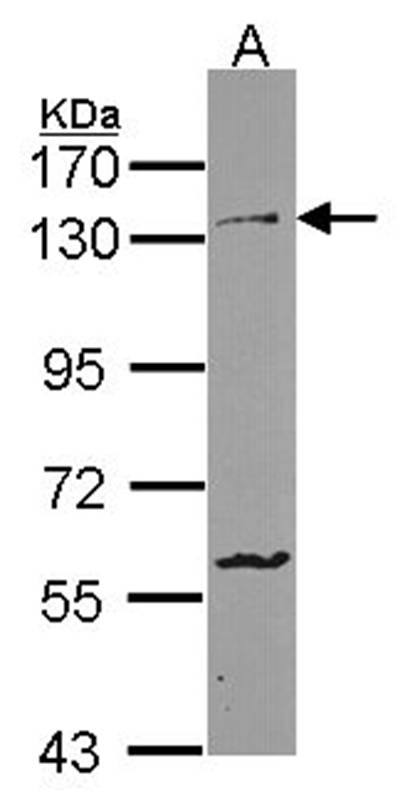 Protocadherin antibody