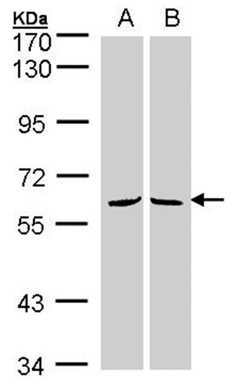 MPP3 antibody