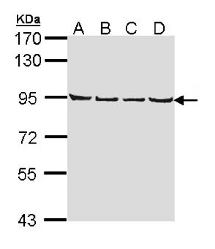 LETM1 antibody