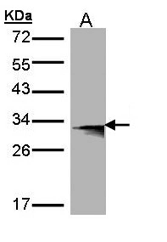 HLA-DMB antibody