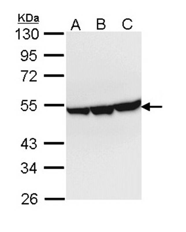 Enolase 3 antibody