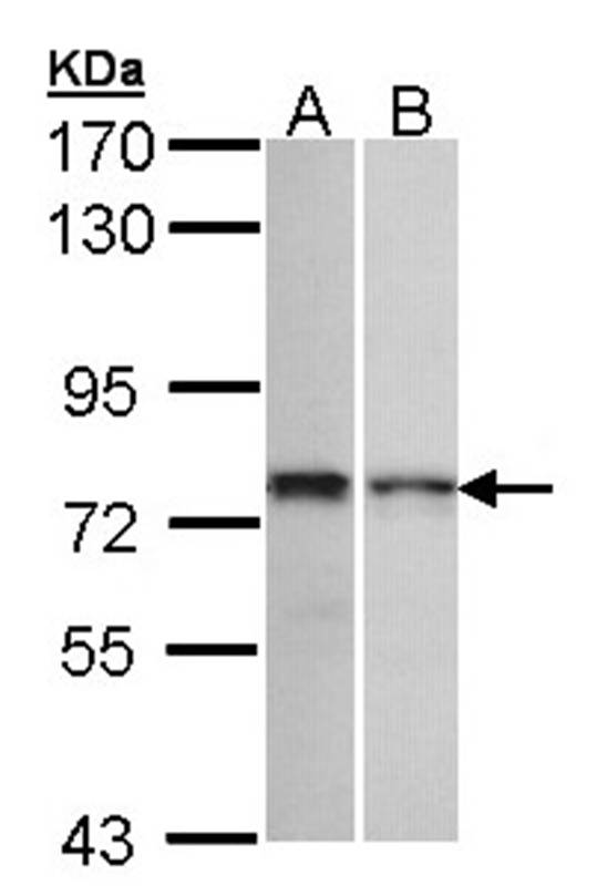ZNF398 antibody