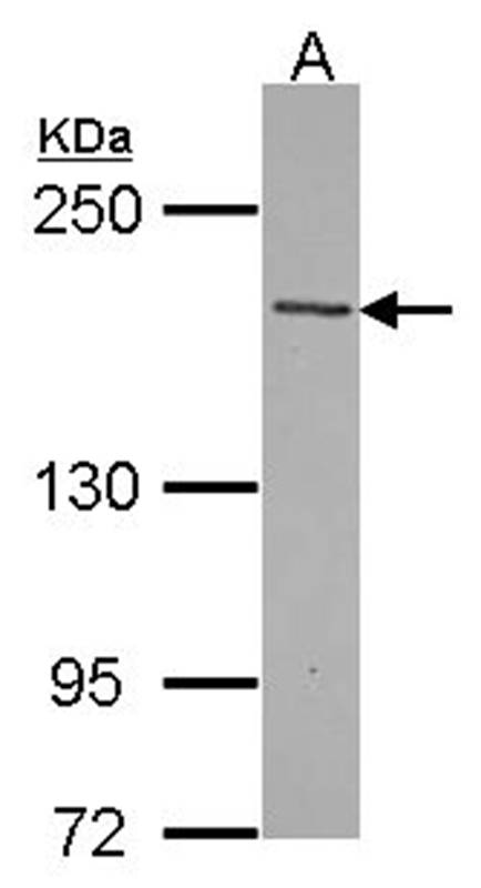 TENC1 antibody