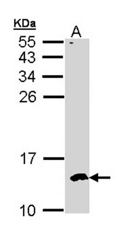 CKS-2 antibody