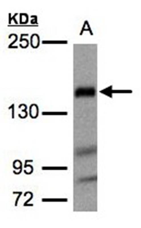 Flightless I antibody
