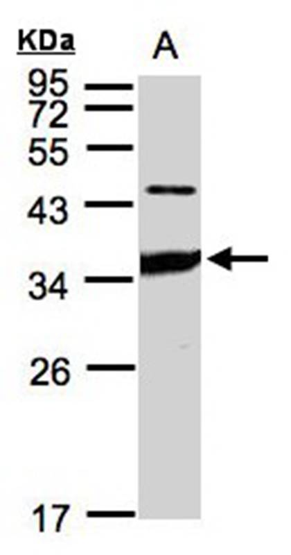 ICAM2 antibody