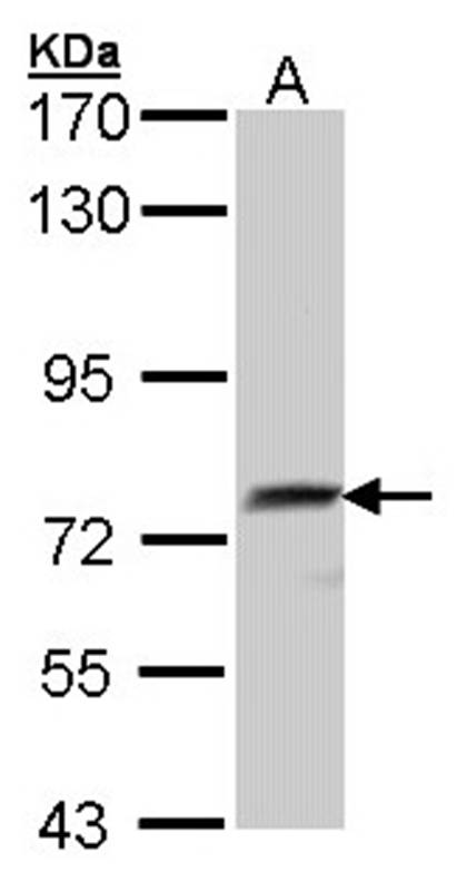 hQSOX antibody