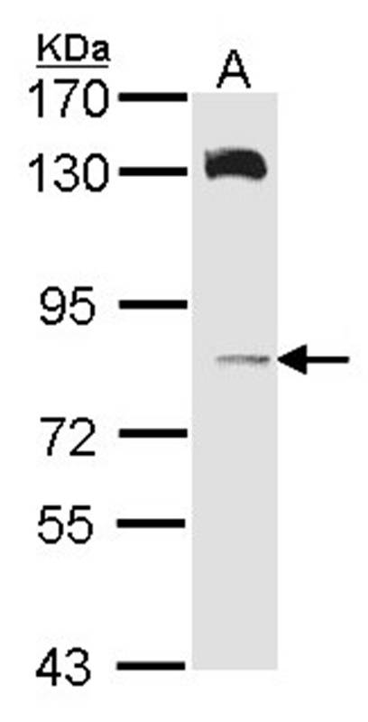 HPS6 antibody