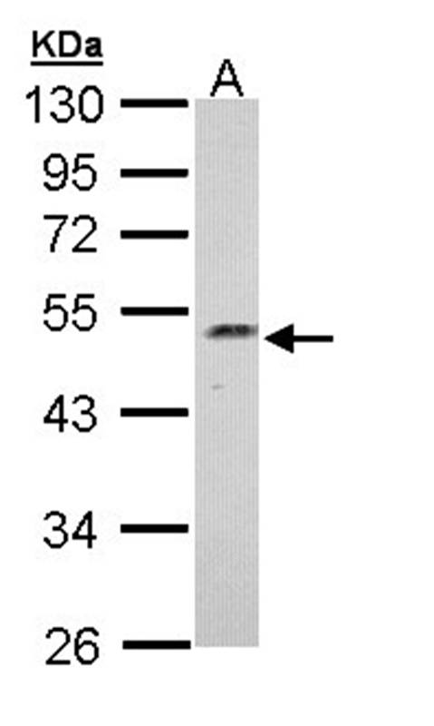 Njmu-R1 antibody