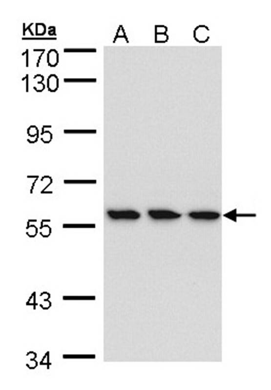 HCE antibody