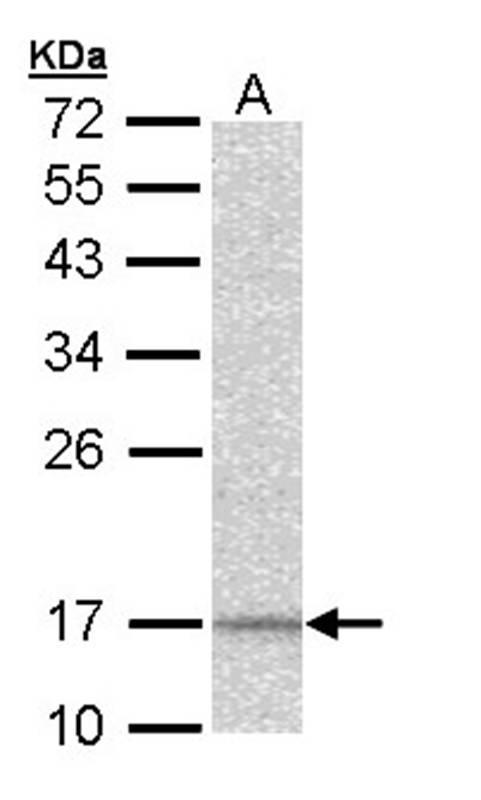 DAP13 antibody