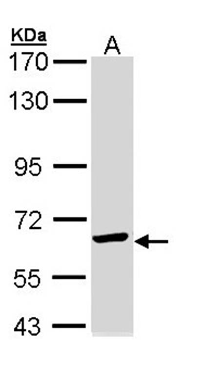 TCP epsilon antibody