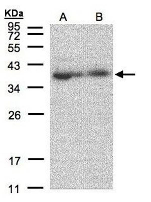 MRPL3 antibody