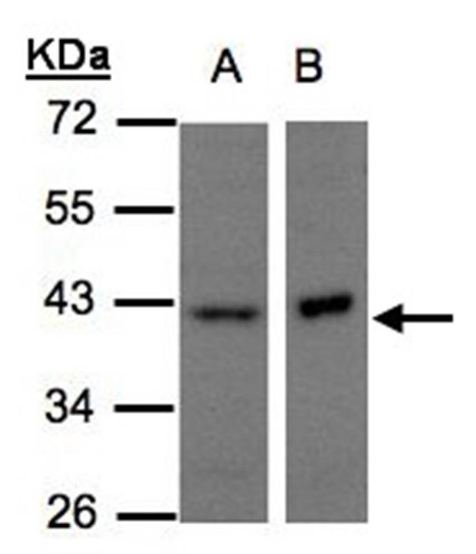 NDUFA10 antibody