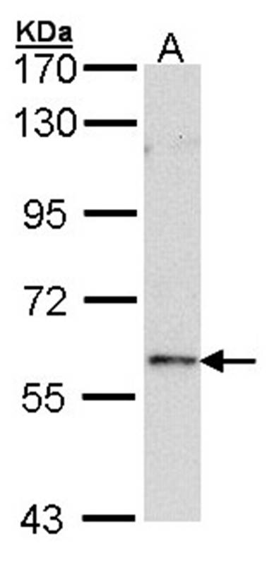 FOXN1 antibody