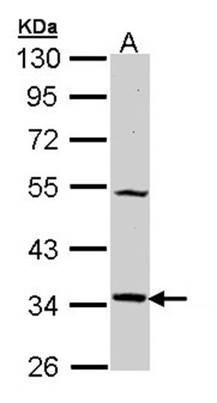 MELA-R antibody