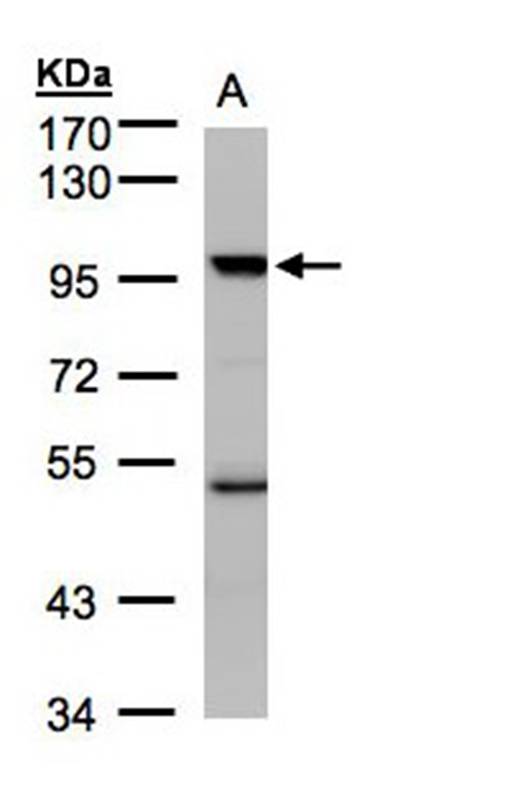 PCAF antibody