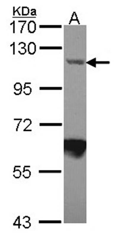 Importin-7 antibody