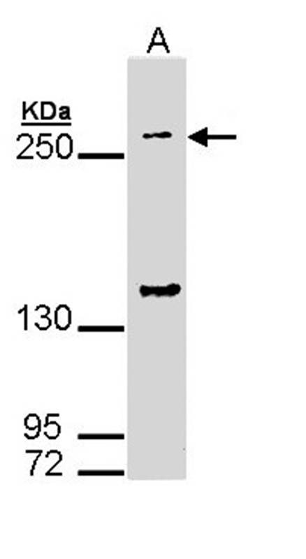 gp340 antibody