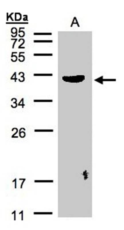 PLEK antibody