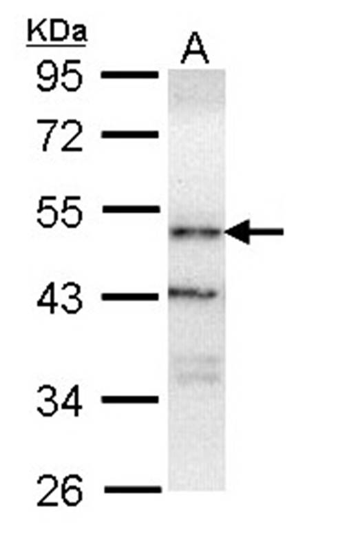 ORP antibody