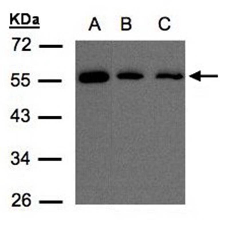 OSBPL2 antibody
