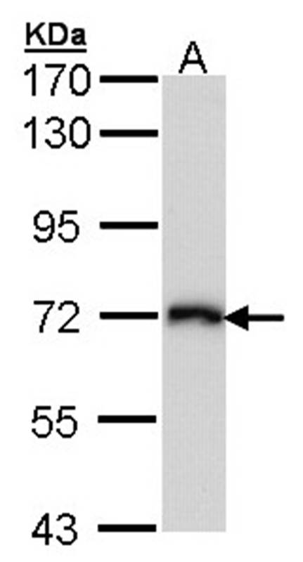 CD98 antibody