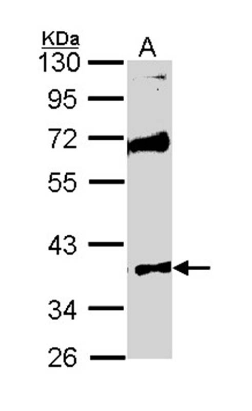 MST4 antibody