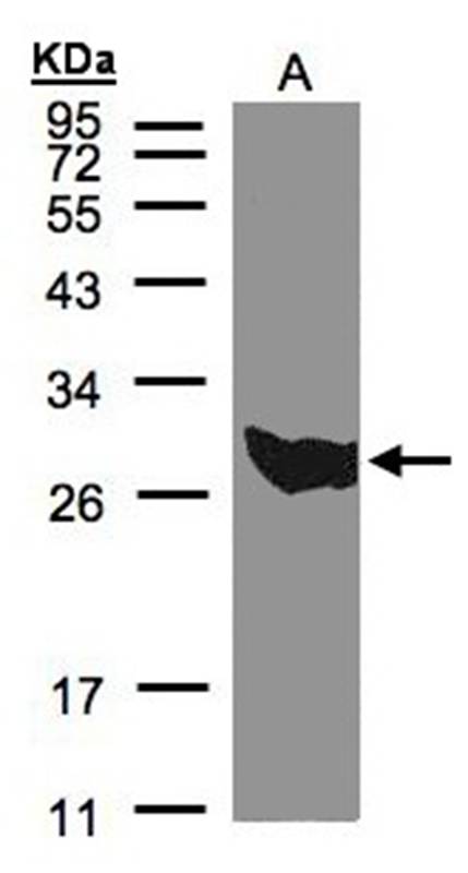PGAM1 antibody