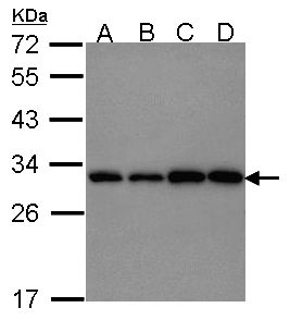 PGAM1 antibody